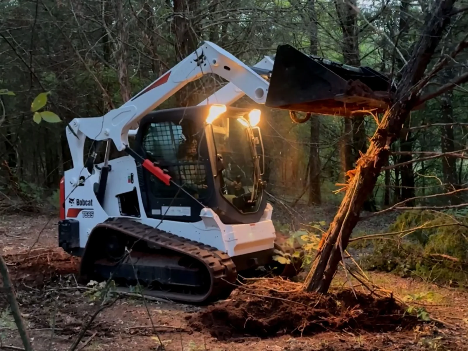 Tracked skid loader pushing over a cedar in a cedar and hardwood thicket, brush clearing