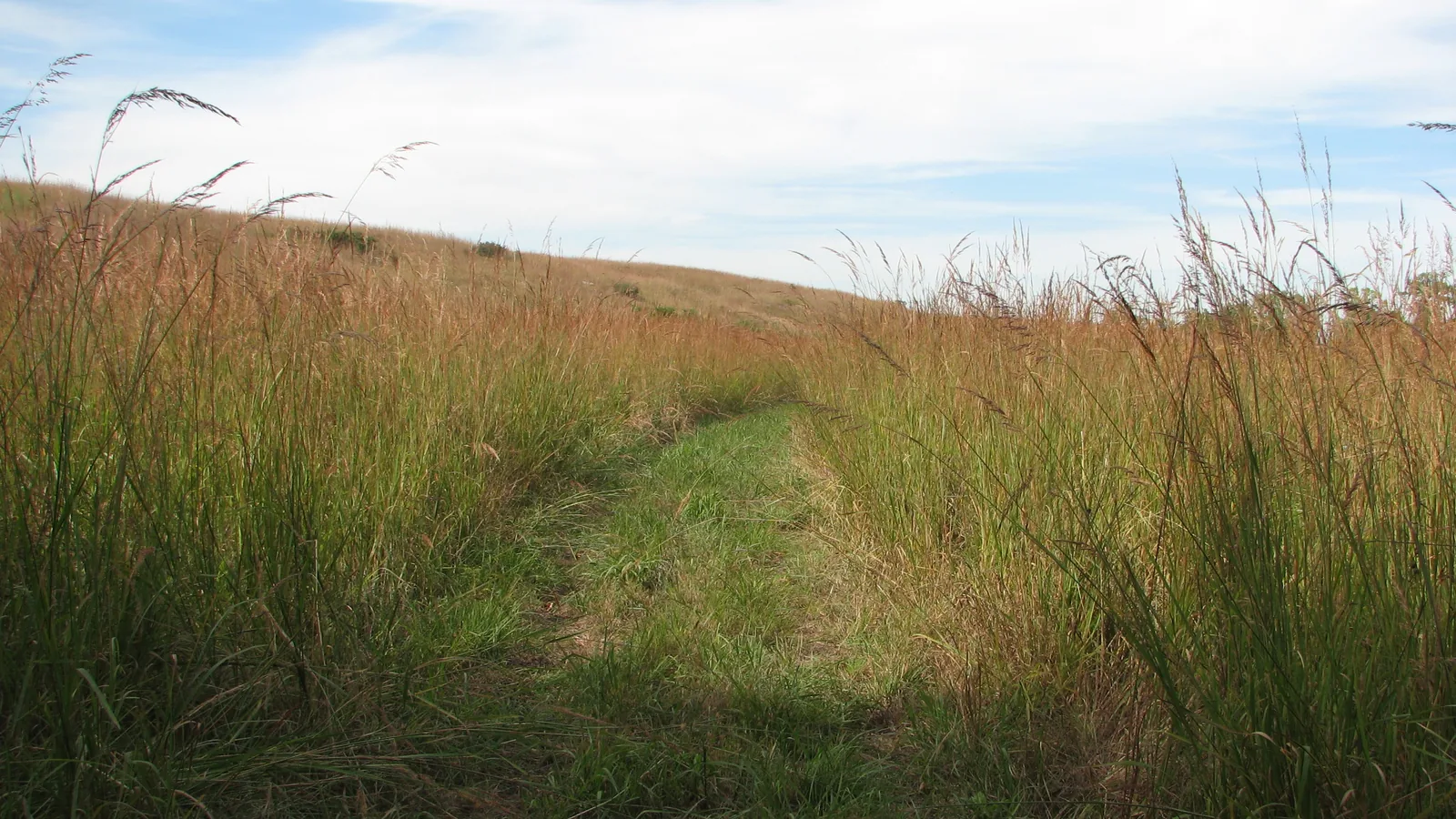 Mowed path through tall prairie grass, land clearing