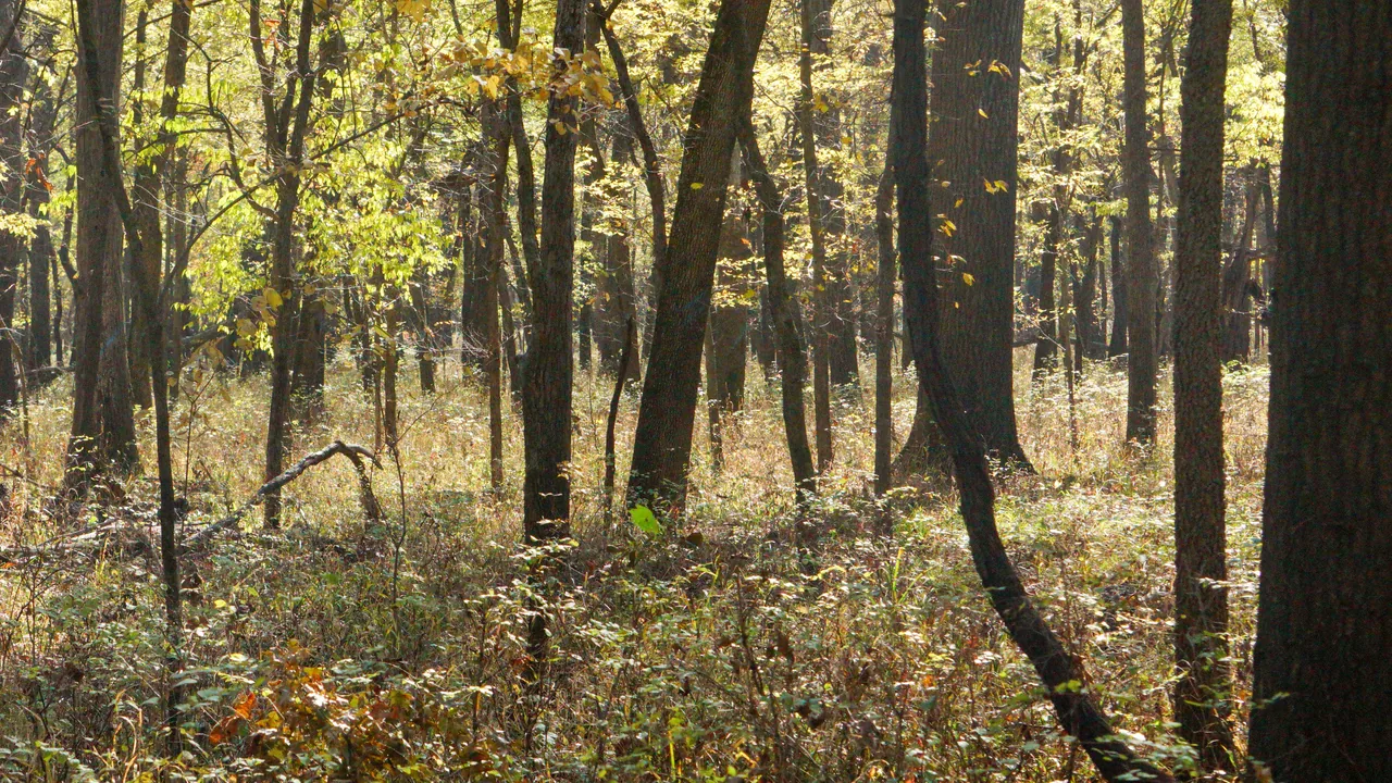 Land clearing in Iola, KS