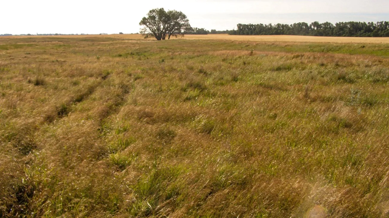 Open prairie grass with a lone tree on the horizon, land clearing