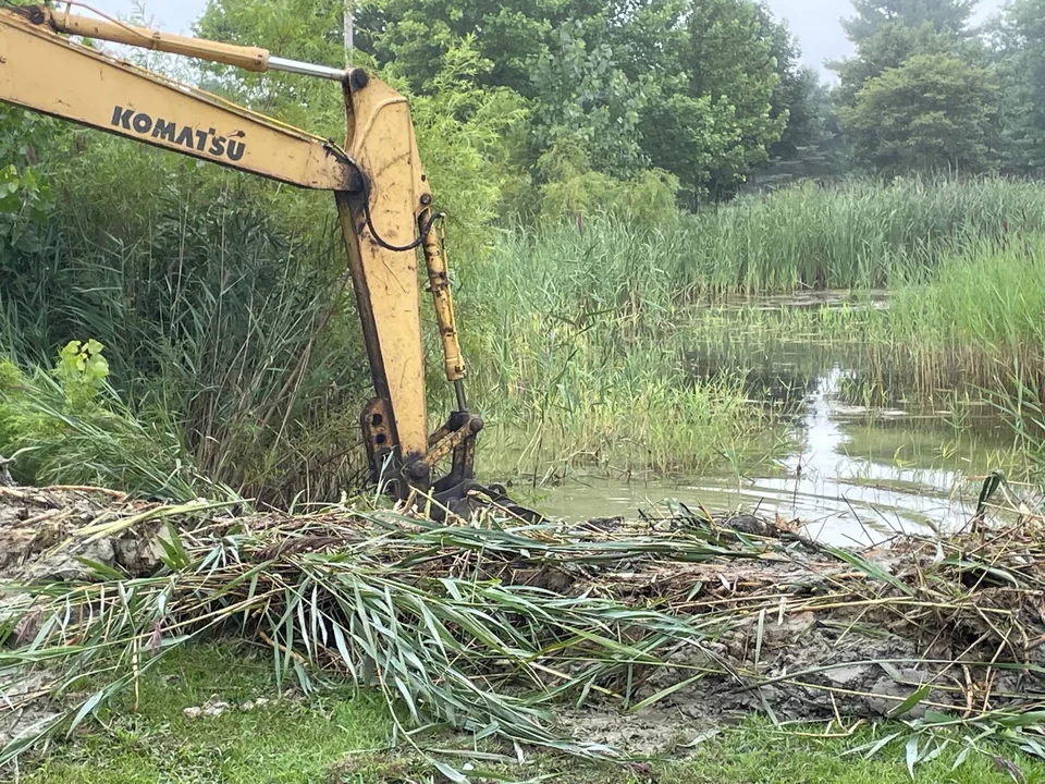 Excavator arm pulling cattails and muck out of an overgrown pond edge, pond cleaning
