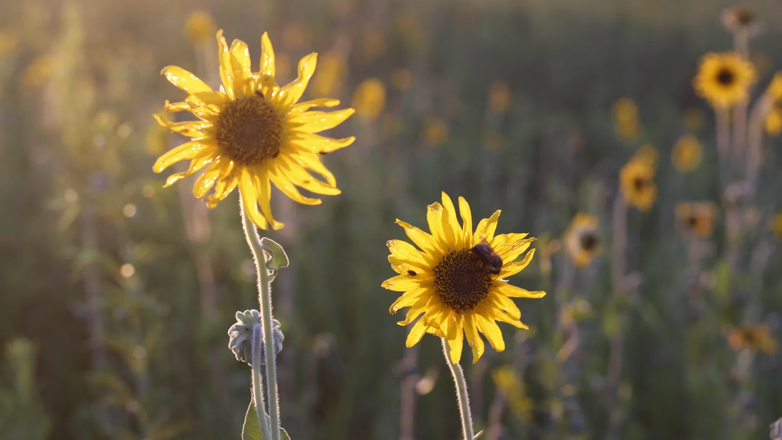 Wild sunflowers in a tallgrass prairie, land clearing service areas