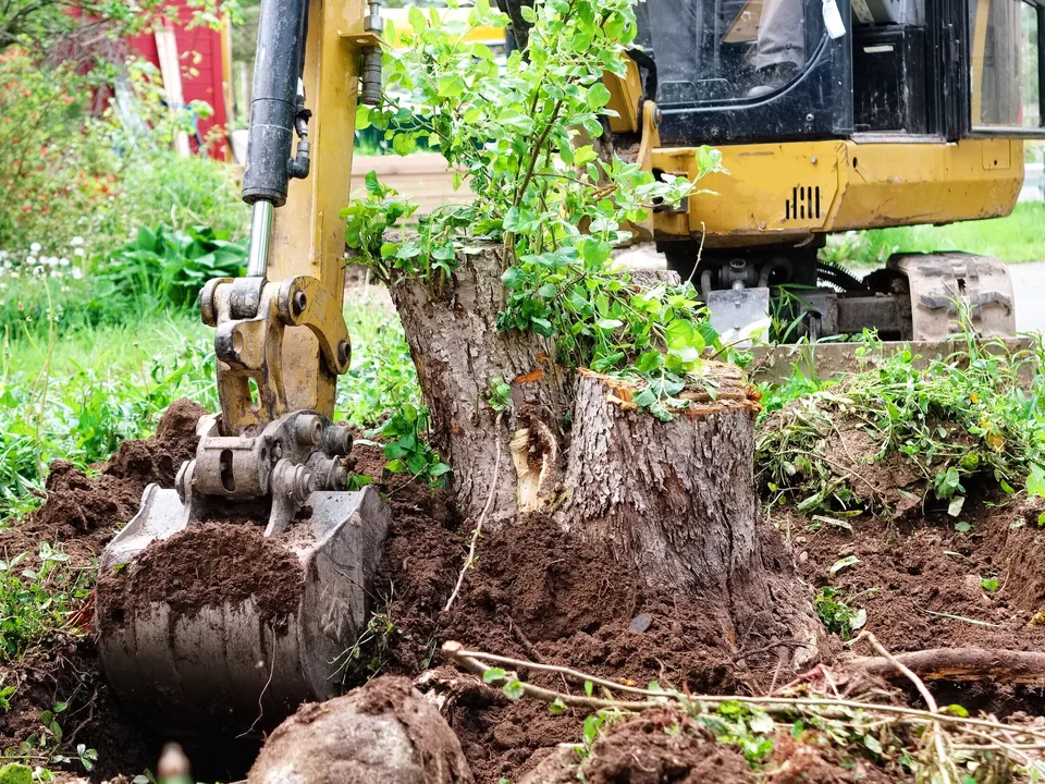 Excavator lifting a stump with its roots out of the ground, site preparation